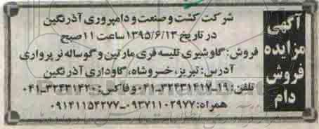 مزایده فروش گاو شیری تلیسه فری مارتین و گوساله نر پرواری