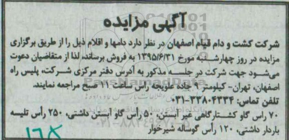 مزایده 70 راس گاو کشتارگاهی ...
