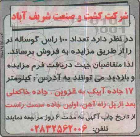 مزایده, مزایده فروش تعداد 100 راس گوساله نر -95.8.24