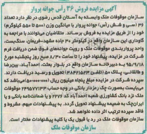 مزایده تعداد 36 سی و شش راس جوانه پروار