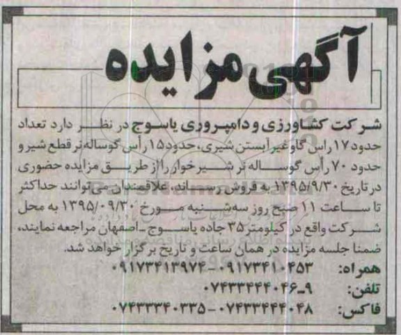 مزایده تعداد حدود 17 راس گاو غیر آبستن شیری ...