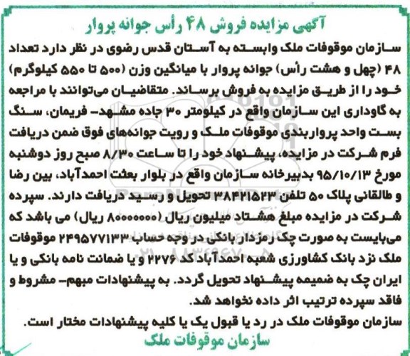 آگهی مزایده,مزایده فروش 48 راس جوانه پروار