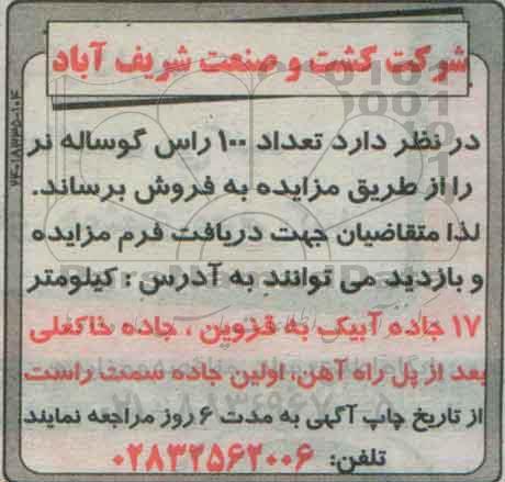مزایده, مزایده تعداد 100 راس گوساله نر