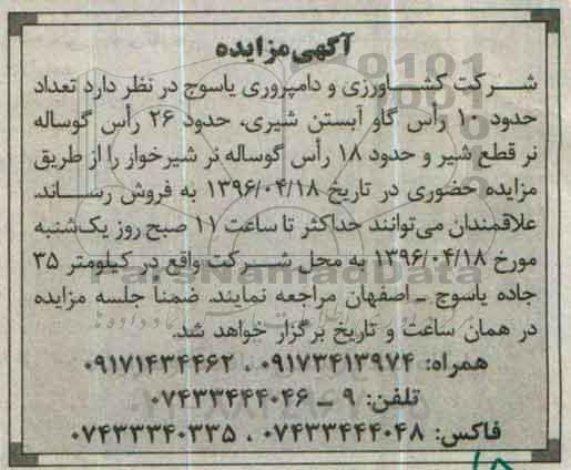 آگهی مزایده ,مزایده 10 راس گاو آبستن