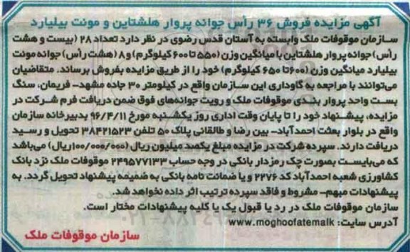 آگهی مزایده فروش 36 راس جوانه پروار هلشتاین و مونت بیلیارد