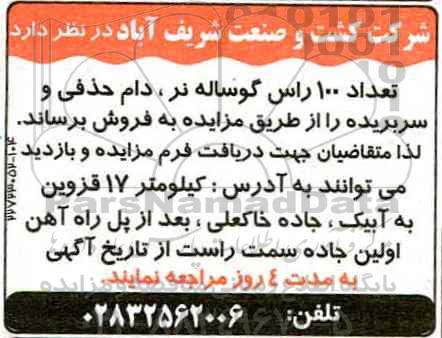 مزایده, مزایده تعداد 100 راس گوساله نر، دام حذفی و سربریده