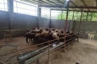 فروش مجموعه دامداری همراه با سرایداری 