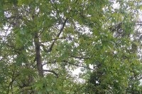 زمین ویلا رشت فروشی