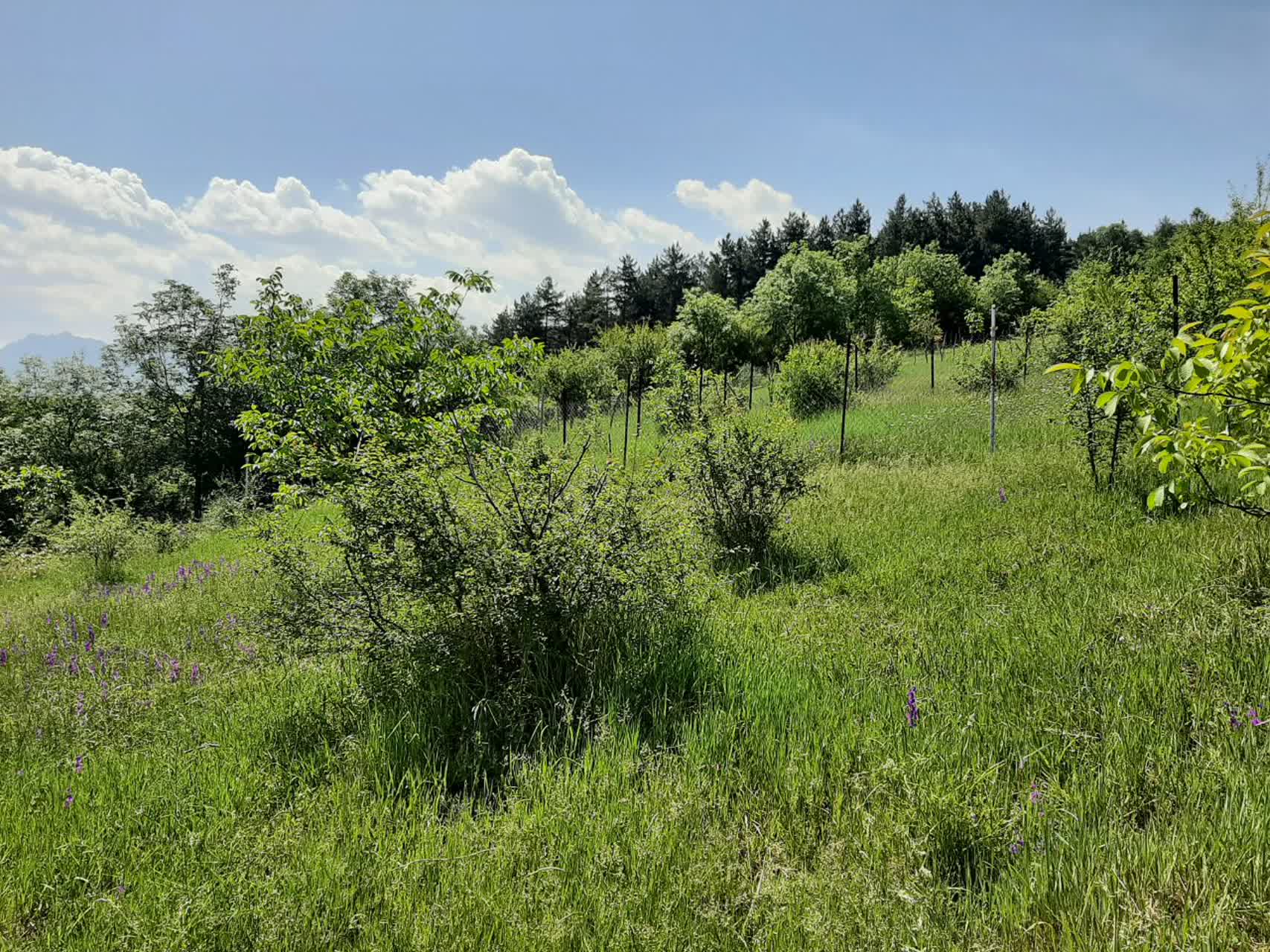 باغچه ۴۳۰ متری با ویلای نوساز در وزملا سوادکوه