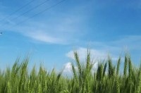 فروش 10 هکتار زمین با مجوز ماهی خاویاری  