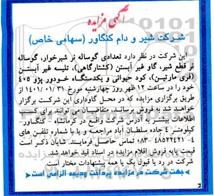 مزایده تعدادی گوساله نر شیرخوار....