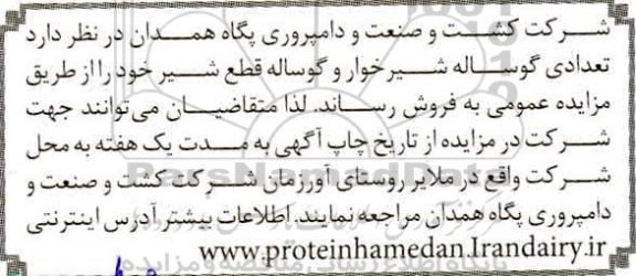 مزایده تعدادی گوساله شیرخوار و گوساله قطع شیر 