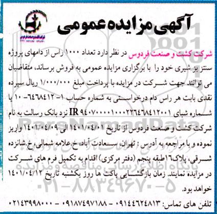 مزایده تعداد 1000 راس از دامهای پروژه سنتز بزی شیری