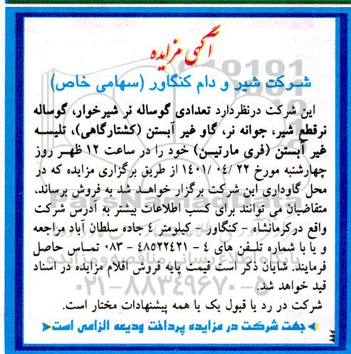 مزایده تعدادی گوساله نر شیرخوار....