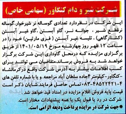 مزایده  تعدادی گوساله نر شیرخوار، گوساله نر قطع شیر...