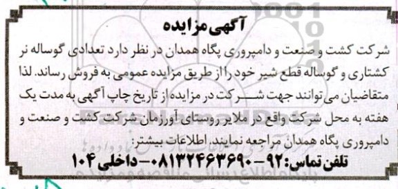مزایده تعدادی دام شامل گوساله نر کشتاری و گوساله قطع شیر