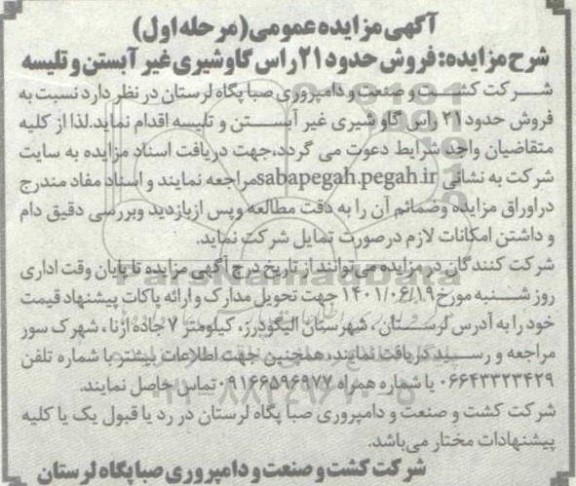 مزایده فروش حدود 21 راس گاوشیری غیر آبستن و تلیسه
