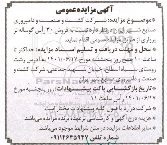 مزایده عمومی فروش 30 راس گوساله نر پرواری 