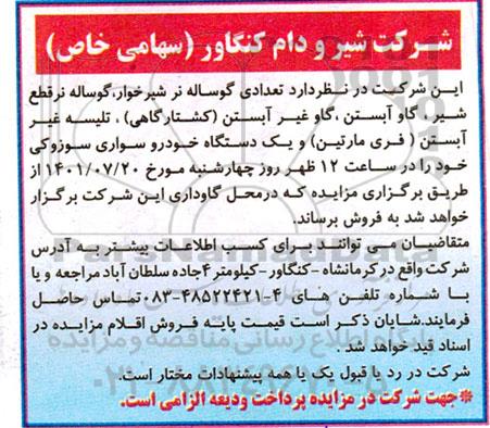 مزایده تعدادی گوساله نر شیرخوار، گوساله نر قطع شیر...