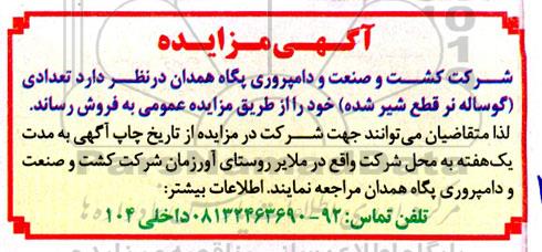 مزایده تعدادی (گوساله نر قطع شیر شده) 