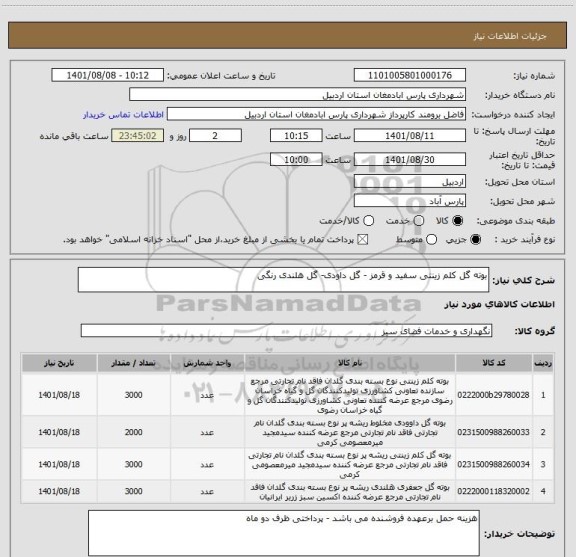 استعلام بوته گل کلم زینتی سفید و قرمز - گل داودی- گل هلندی رنگی