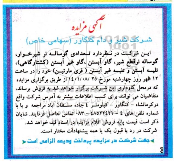 مزایده تعدادی گوساله نر شیرخوار، گوساله نر قطع شیر....