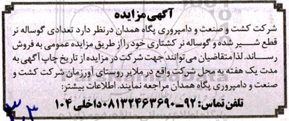 مزایده تعدادی گوساله نر قطع شیر شده و گوساله نر کشتاری 