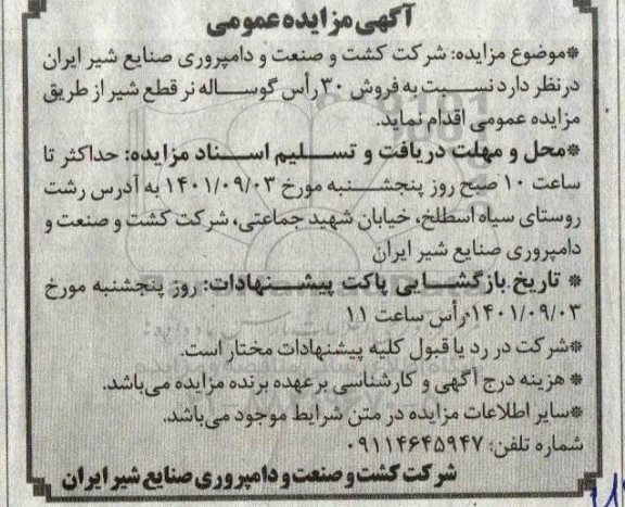 مزایده عمومی فروش 30 راس گوساله نر پرواری