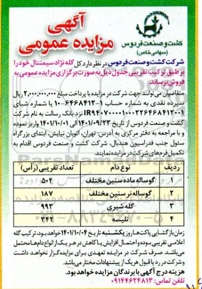 مزایده گله نژاد سیمنتال