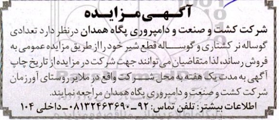 مزایده تعدادی دام نر کشتاری و گوساله نر قطع شیر شده