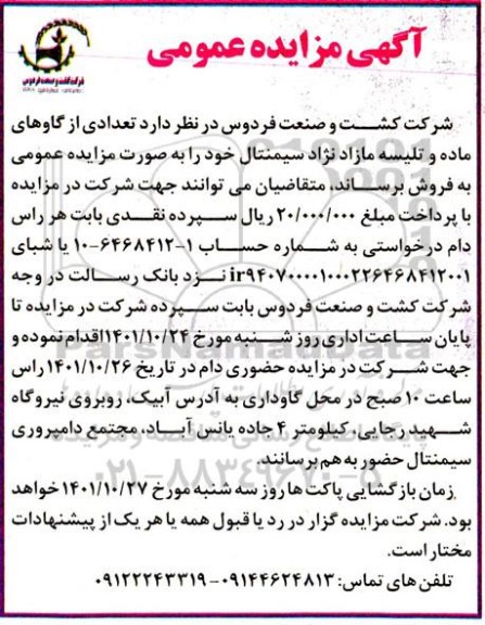 مزایده تعدادی از گاوهای ماده و تلیسه مازاد نژاد سیمنتال