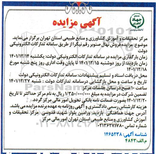 مزایده فروش نهال صنوبر رقم نیگرا