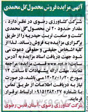 مزایده فروش محصول گل محمدی 