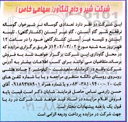 مزایده فروش تعدادی گوساله نر شیرخوار، گوساله نر ...