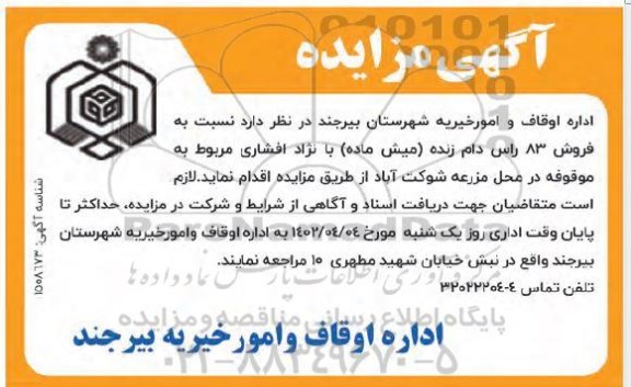 مزایده فروش 83 راس دام زنده (میش ماده) با نژاد افشاری