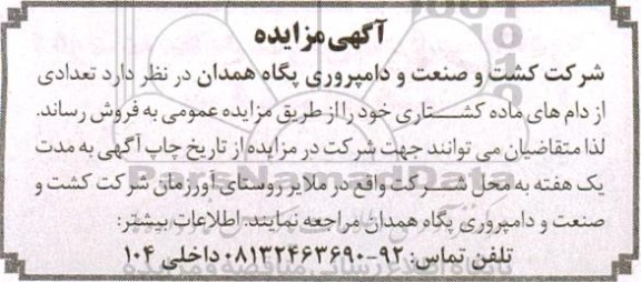 مزایده تعدادی از دام های ماده کشتاری