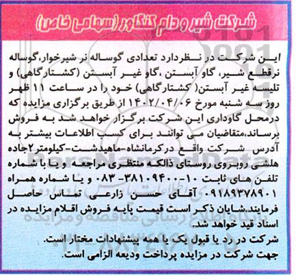 مزایده فروش تعدادی گوساله نر شیرخوار، گوساله نر قطع شیر، گاو آبستن ...