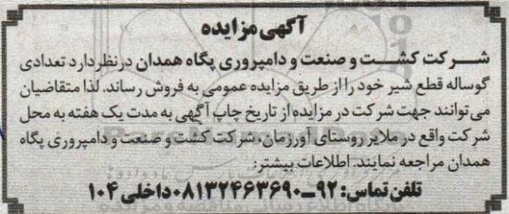 مزایده فروش تعدادی گوساله قطع شیر