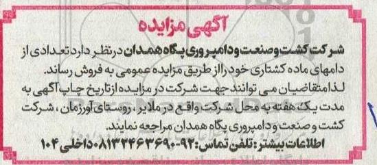مزایده  تعدادی از دامهای ماده کشتاری