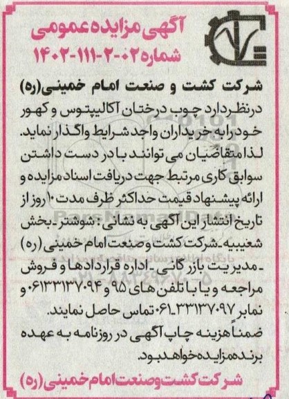 آگهی مزایده چوب درختان آکالیپتوس و کهور