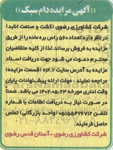 مزایده دام سبک 