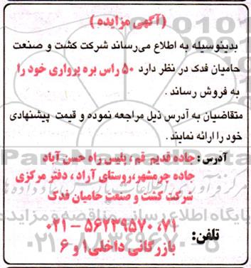 مزایده 50 راس بره پرواری
