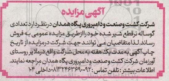 مزایده فروش تعدادی گوساله نر قطع شیر شده 