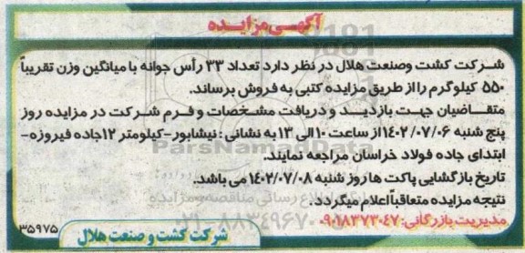 مزایده تعداد 33 راس جوانه با میانگین وزن تقریبا 550 کیلوگرم