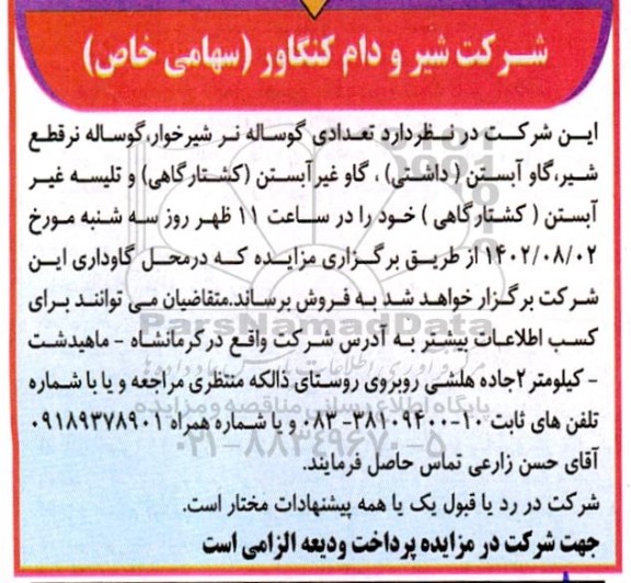 مزایده تعدادی گوساله نر شیرخوار، گوساله نر قطع شیر