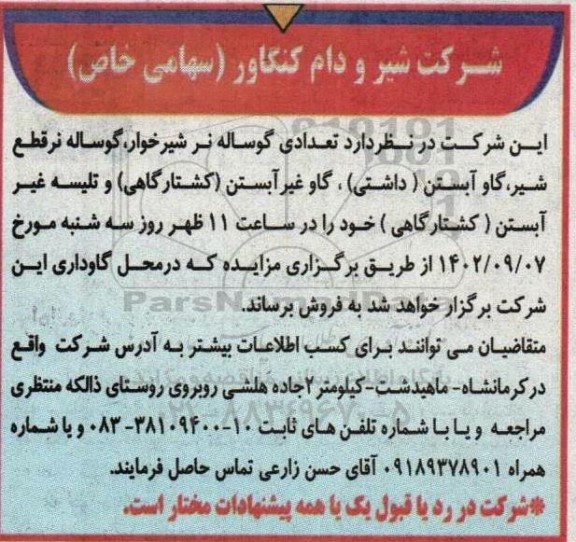 مزایده تعدادی گوساله نر شیرخوار، گوساله نر قطع شیر