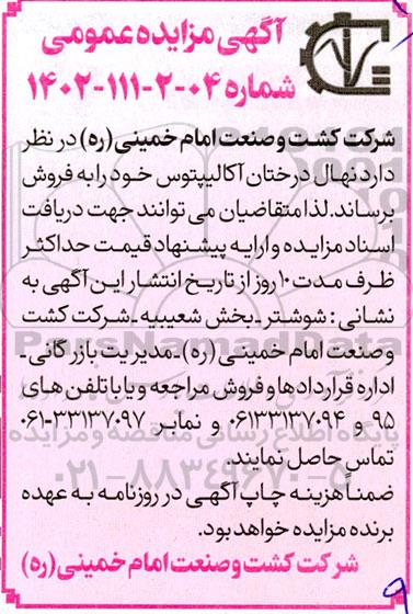 مزایده فروش نهال درختان اکالیپتوس