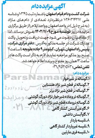 مزایده فروش دام شامل گوساله نر شیرخوار، گوساله نر قطع شیر نژاد هلشتاین و...