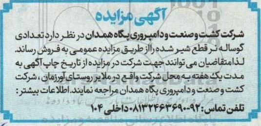 مزایده فروش تعدادی گوساله نر قطع شیر شده