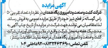 مزایده فروش تعداد تقریبی 50 راس گوساله نر قطع شیر 